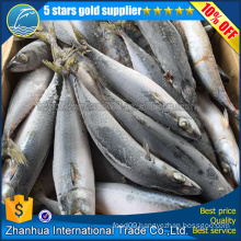 Hot Sell To Egypt Frozen Pacific Mackerel fish
